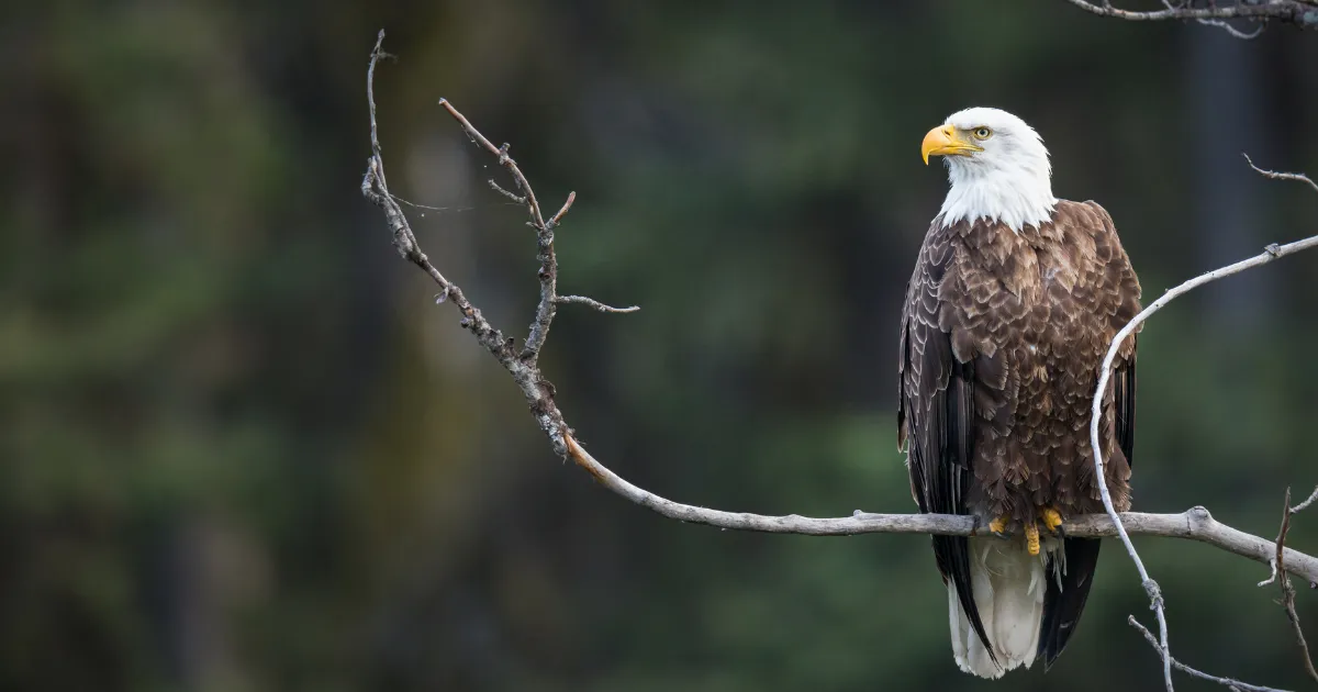 About a third of Georgia’s eagle nests are along the Atlantic coastline. Photo: Georgia DNR