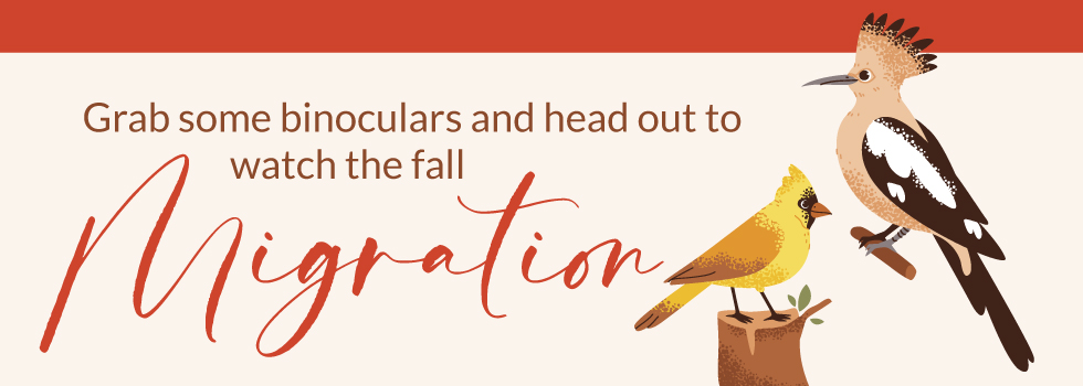 Grab some binoculars and head out to watch the fall Migration