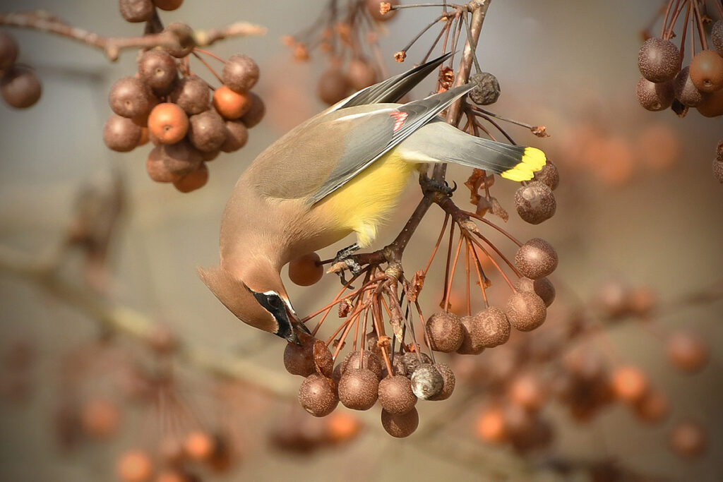 Spot a Cedar Waxwing at the Chattahoochee Nature Center in Roswell.